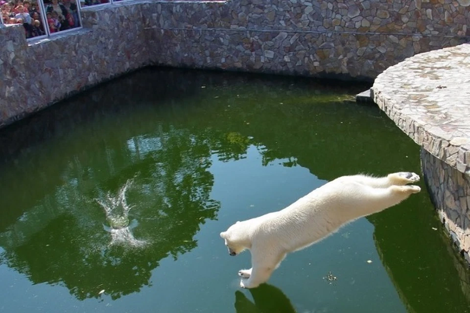 Собравшиеся у вольера посетители ждали очередного прыжка, однако медведица не торопилась в воду. Фото: инстаграм-аккаунт Ленинградского зоопарка.