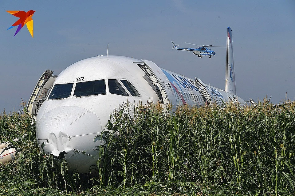 Совершивший жесткую посадку самолет А321 стал жертвой чаек, которые гнездятся на местной свалке