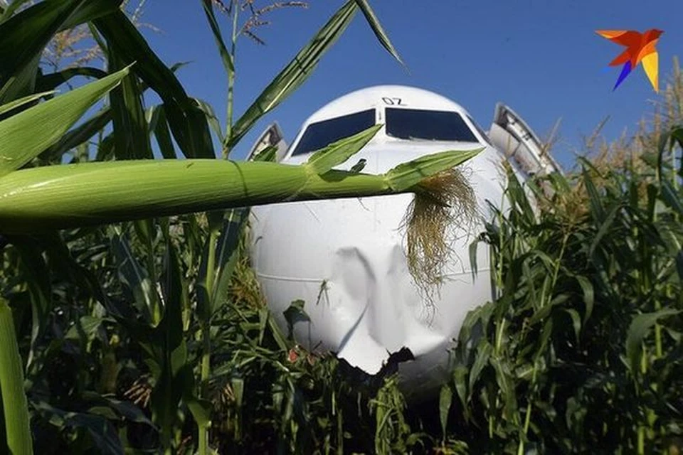 Самолет приземлился на кукурузное поле.