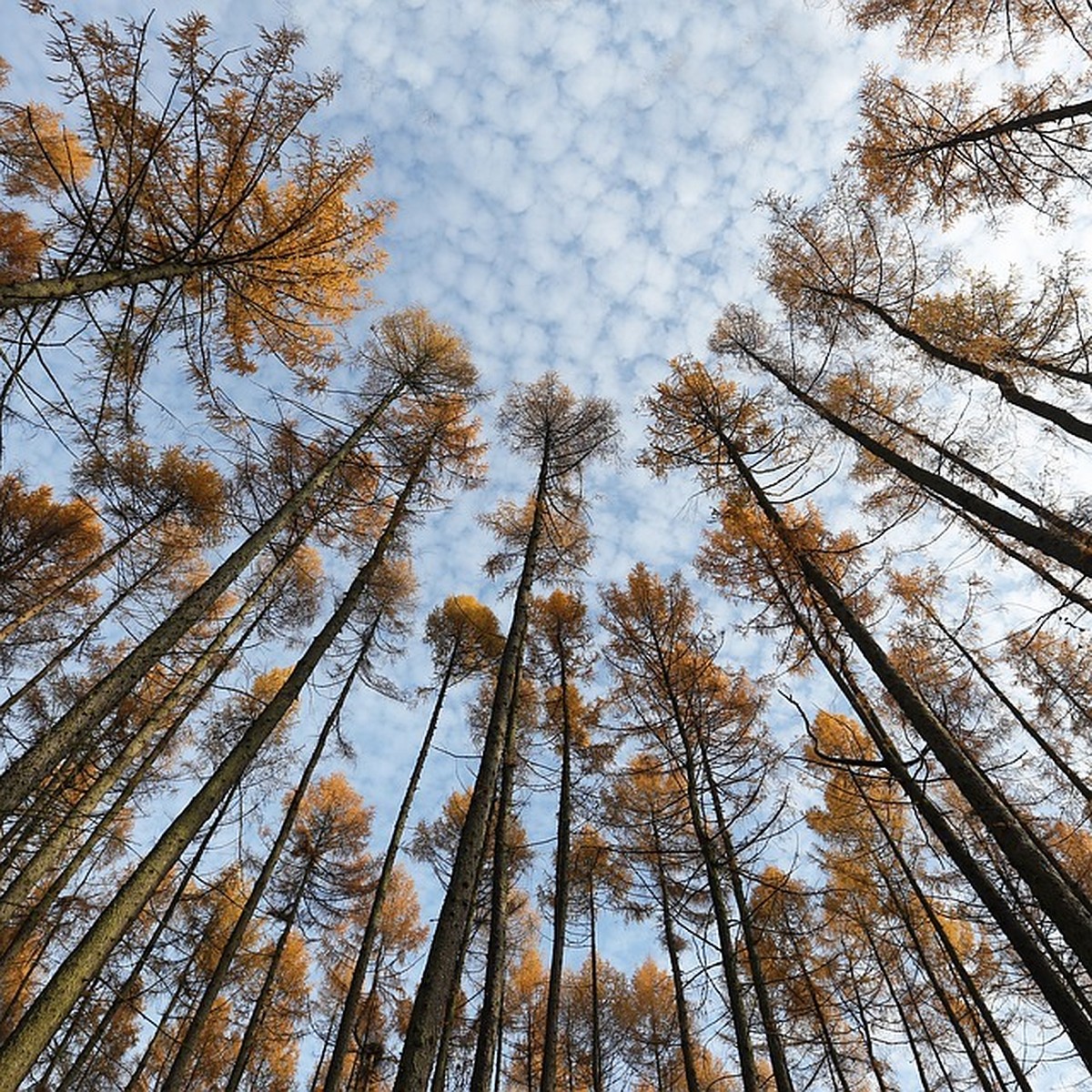 Не для Нотр-Дам-де-Пари наша лиственница росла: югорчане создали петицию  против продажи сибирского дерева - KP.RU