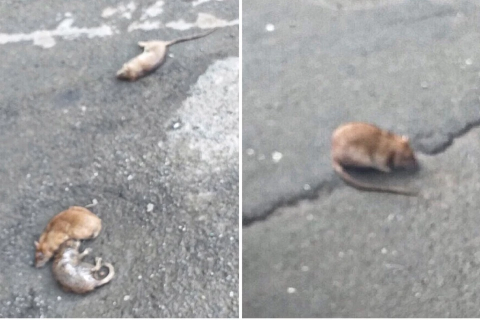 Мертвые и живая крысы