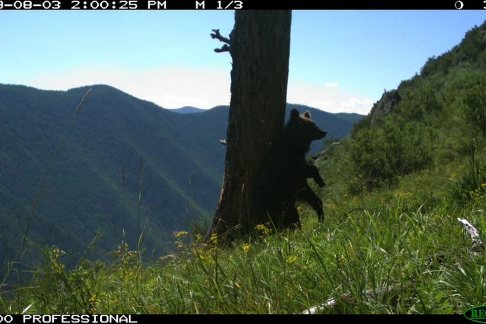 Трутся спиной медведи: в Саяно-Шушенском заповеднике показали, как медведи пританцовывают возле деревьев. Стоп-кадр видео Саяно-Шушенского заповедника