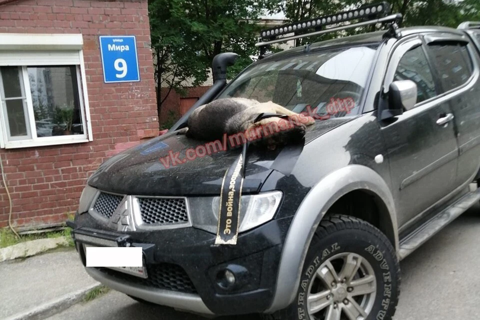 Войну зоозащитникам объявили, водрузив на машину тел омертвой собаки. Фото: Мурманск ДТП ЧП
