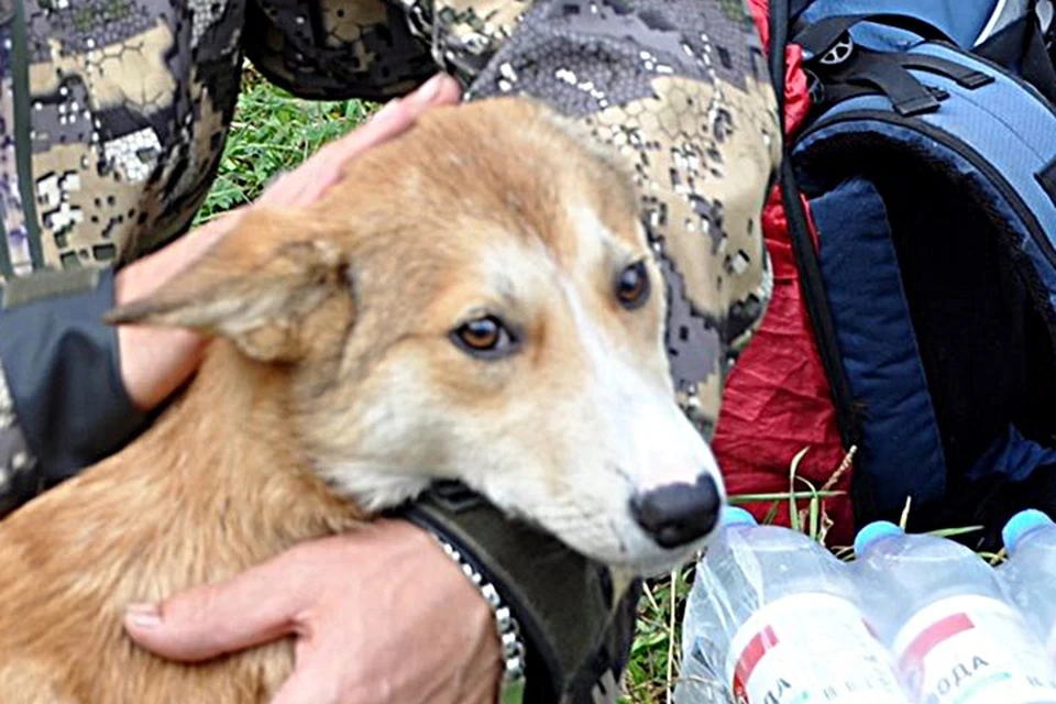 «Увидел эти глаза и не смог отказаться»: пес, которого бросил умирать на скале прошлый хозяин, нашел новый дом. Фото: Геннадий БЕЛОВ.