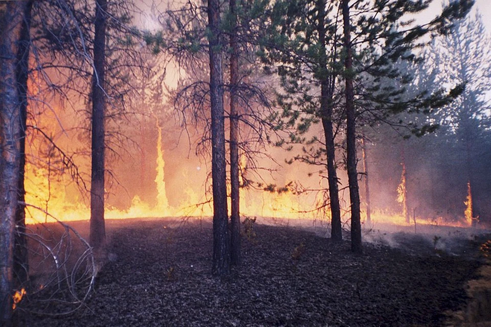 Регионы Сибири оказались просто не в состоянии справиться с бушевавшей стихией. Фото: Лесопожарный центр