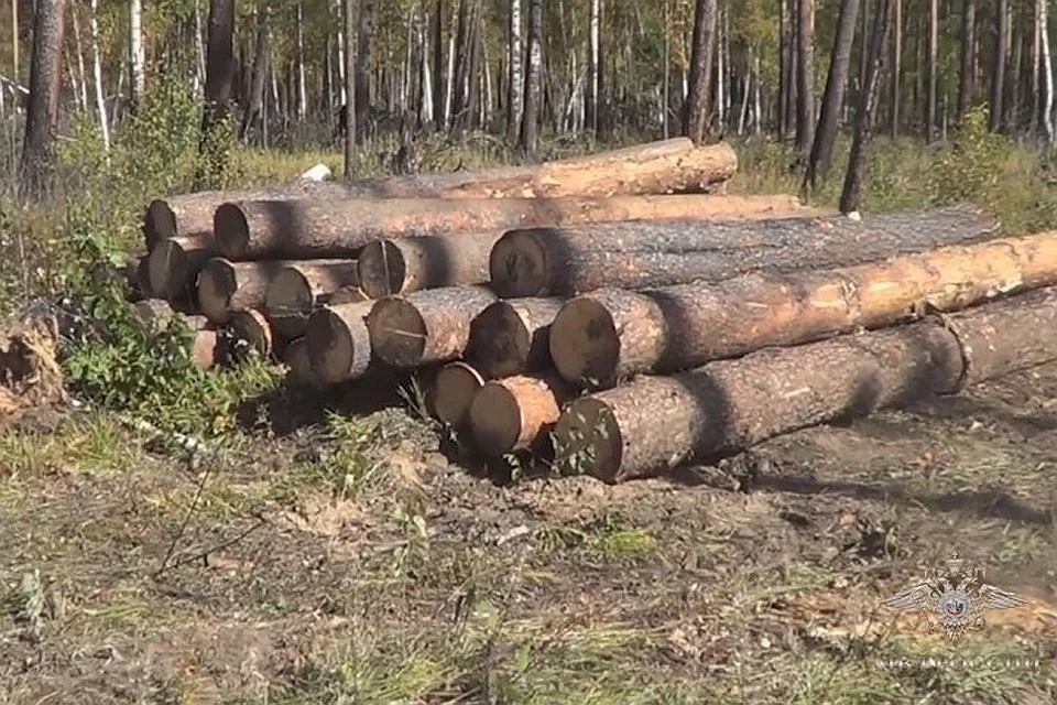 В Иркутской области компания занималась незаконной вырубкой деревьев в защитных лесах