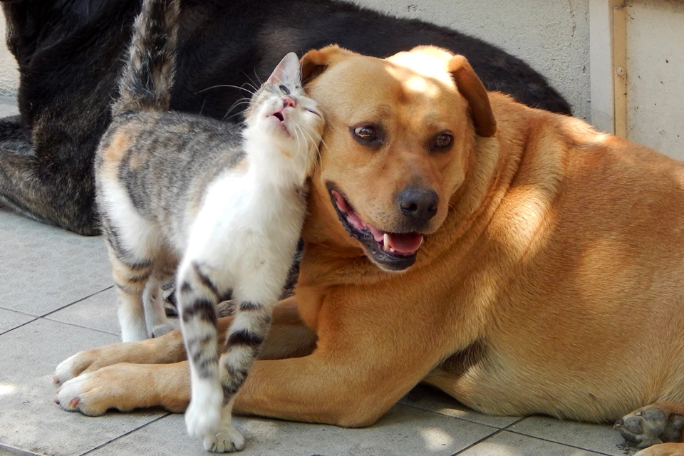 Собаки и кошки могут помогать друг другу. Например, становится донорами крови.