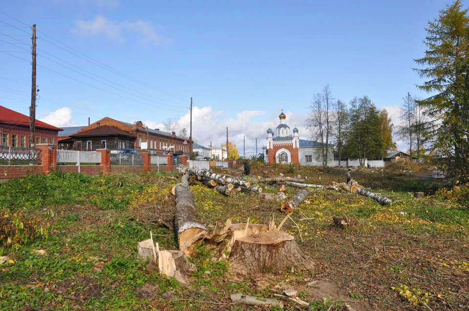 Вырубка аллей с памятными деревьями возмутила чердынцев. Фото Александра Лисина