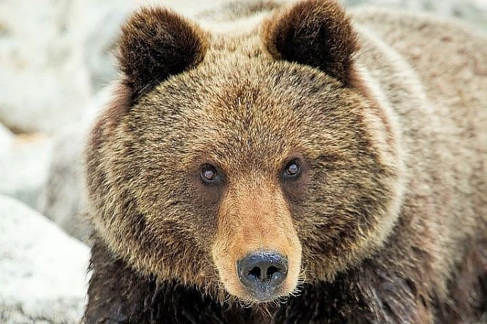 В Коми участились случаи, когда волки и медведи выходят к человеческому жилью