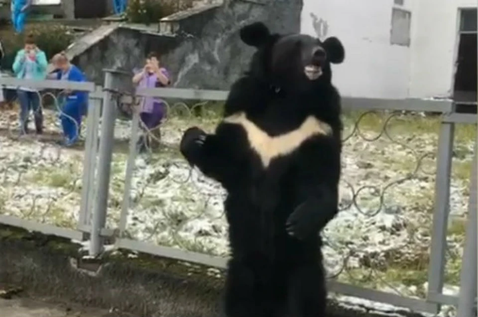 Медвежонок из цирка-шапито жалобно кричал у забора поликлиники в Бодайбо. Фото: скриншот видео.