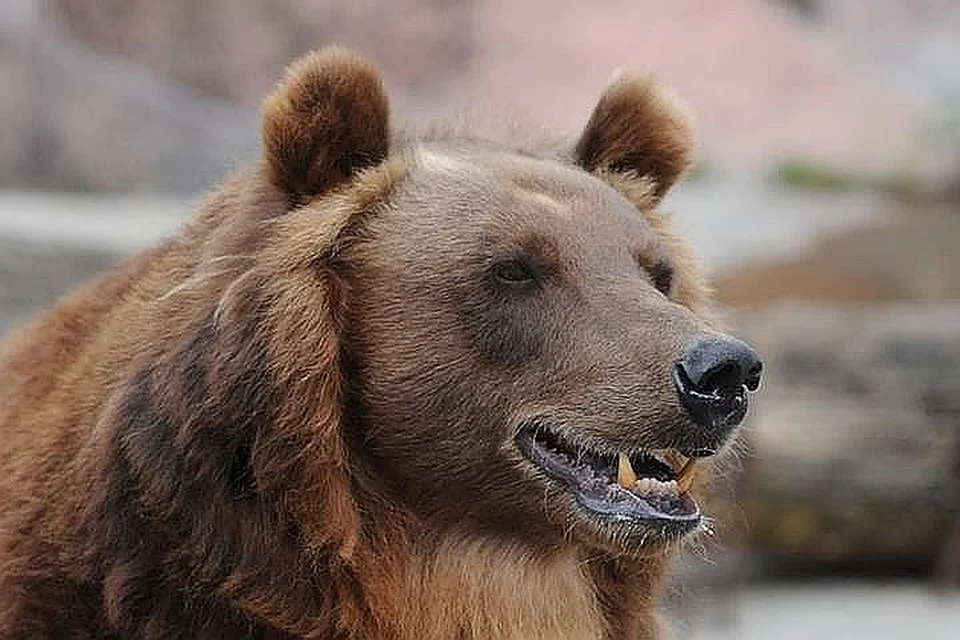 Следком рассказал шокирующие подробности нападения медведя на мужчину в Кузбассе