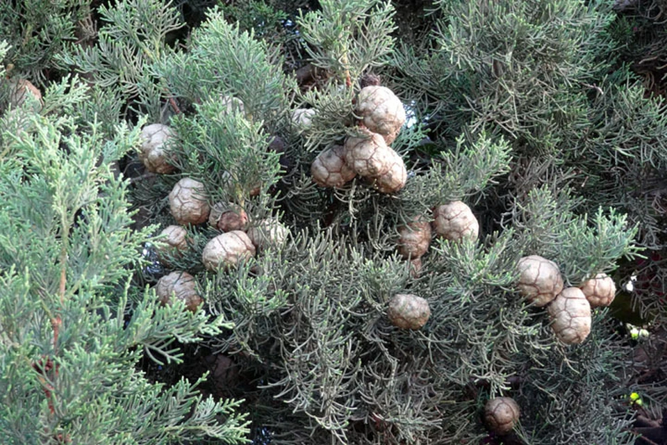 Тобольские школьники сдали макулатуру и спасли дерево