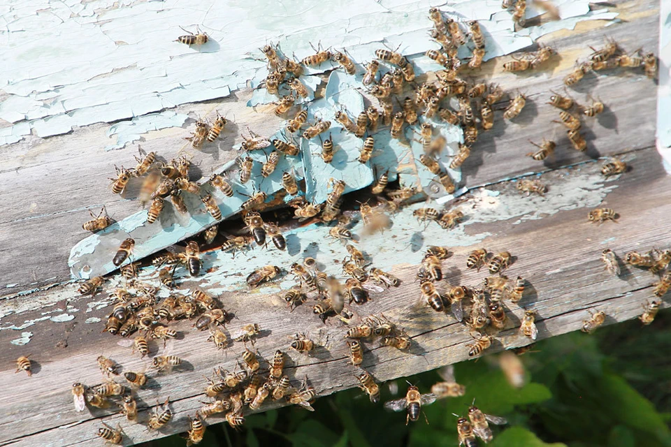 Пчеловодов будут заранее предупреждать об обработке полей через личный кабинет.