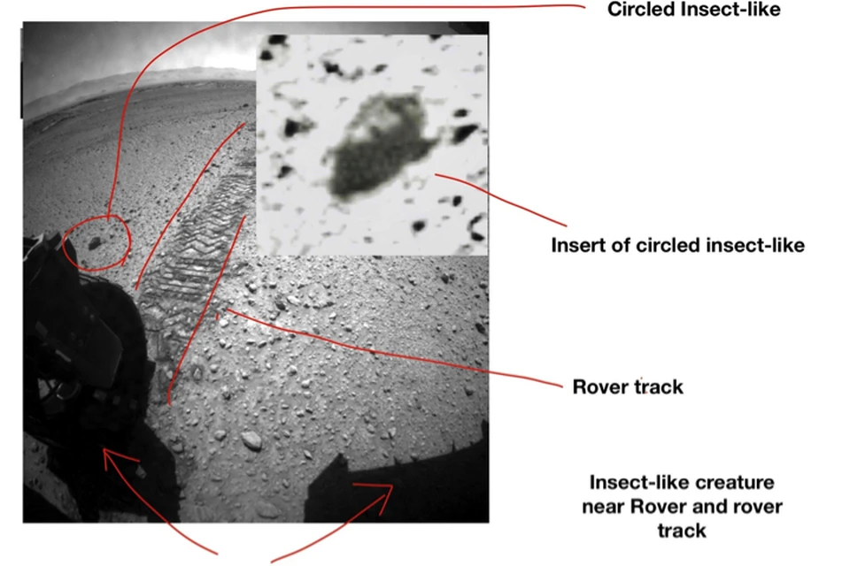 Марсоход NASA чуть не раздавил одного из марсианских тараканов, перебегавших дорогу.