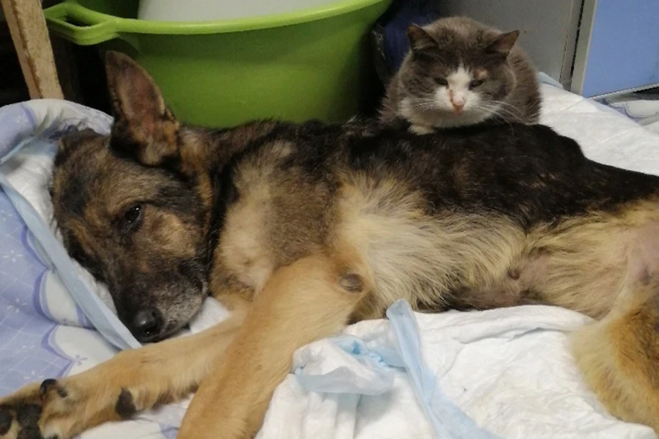 «Мнет лапками и лижет»: Кот-сиделка выхаживает спасенную на живодерне собаку