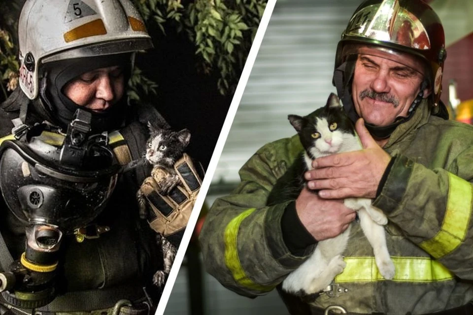 Узнали? Тот самый котенок, которого спасли пожарные годы назад. Фото: Виктор Боровских/ГУ МЧС России по Новосибирской области/Алена МАРТЫНОВА.