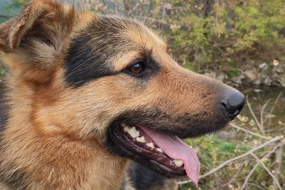 Бандит надышался дымом – у него тяжелый кашель. Фото: k9vdk