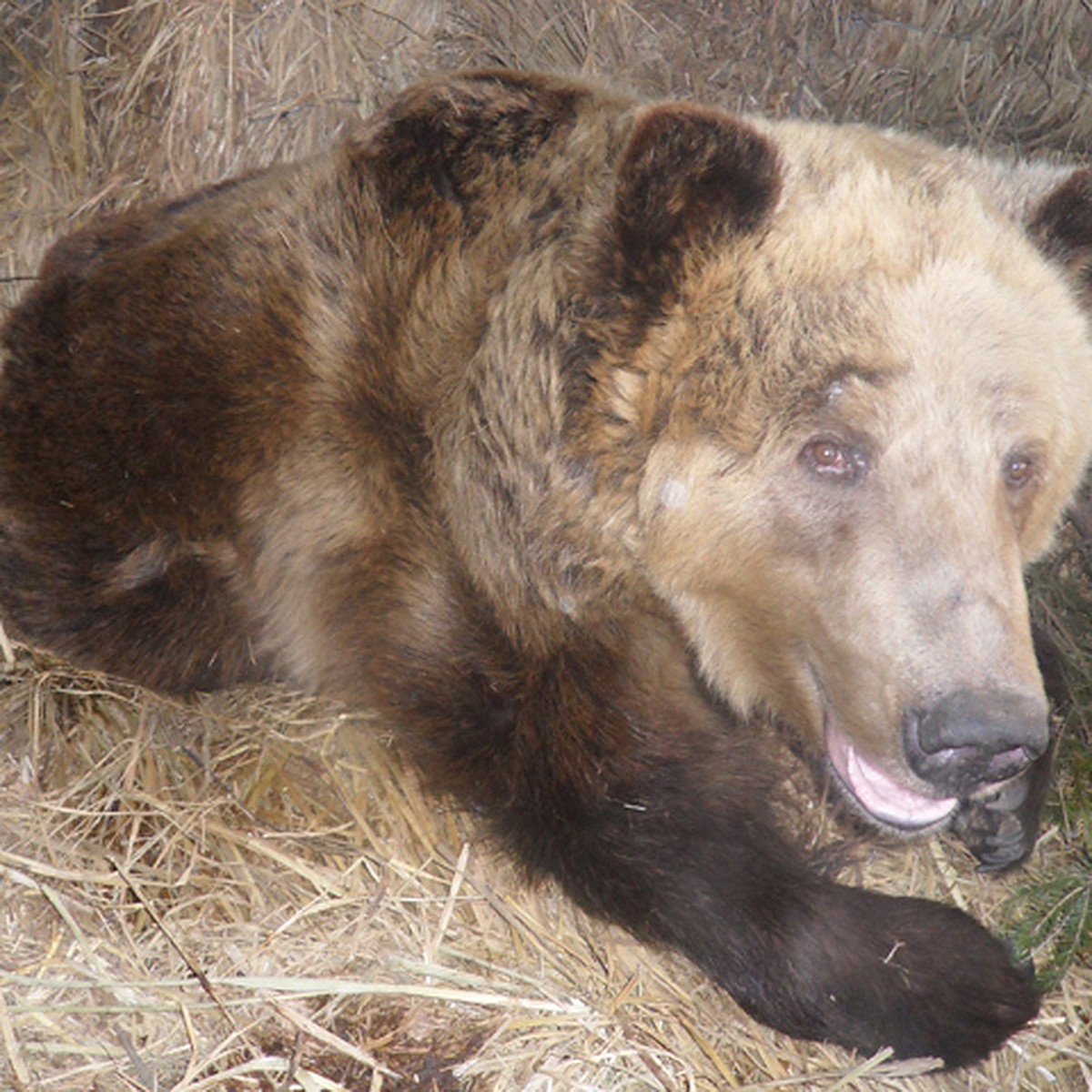 может ли медведь залезть в окно дома (98) фото