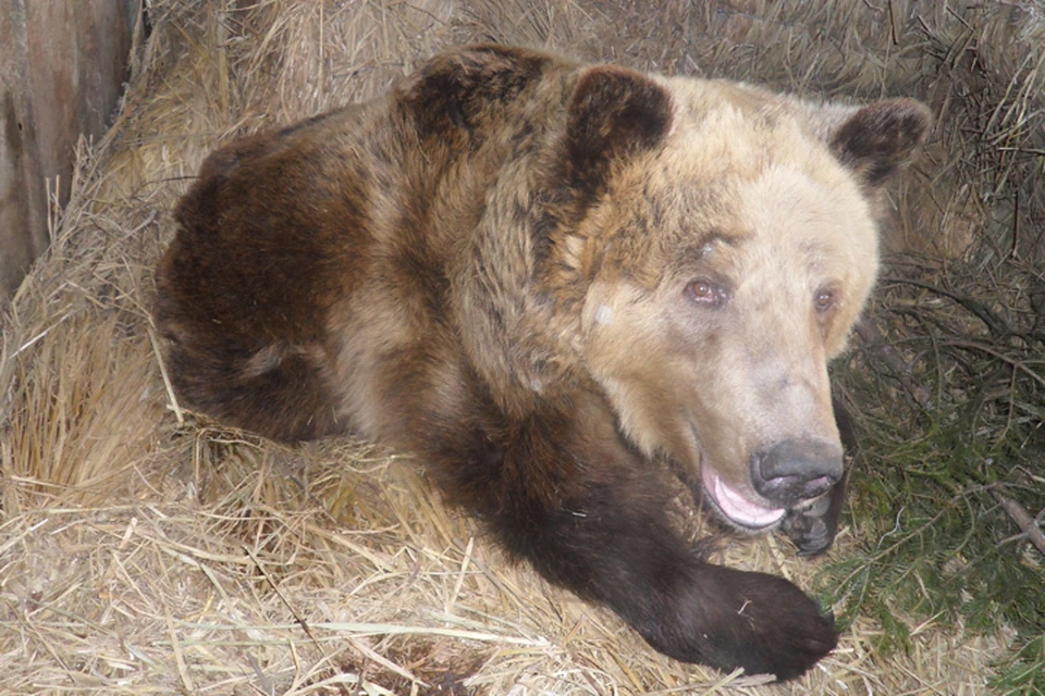 Разбил окно и залез в дом: медведь-шатун загрыз жителя поселка на севере Иркутской области