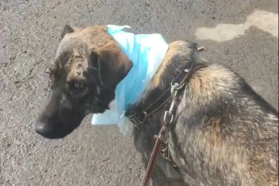 Перерезали горло и чуть не съели: в Иркутске собаку чудом выходили после издевательств. Фото: doghausirk38.