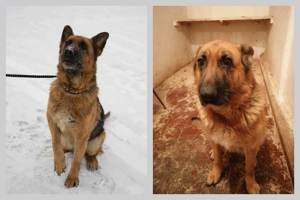 Грету спасли. Первое фото: собака у новых хозяев, второе - когда была ненужной. Фото: предоставлено группой «Husky24-Помощь хаски».