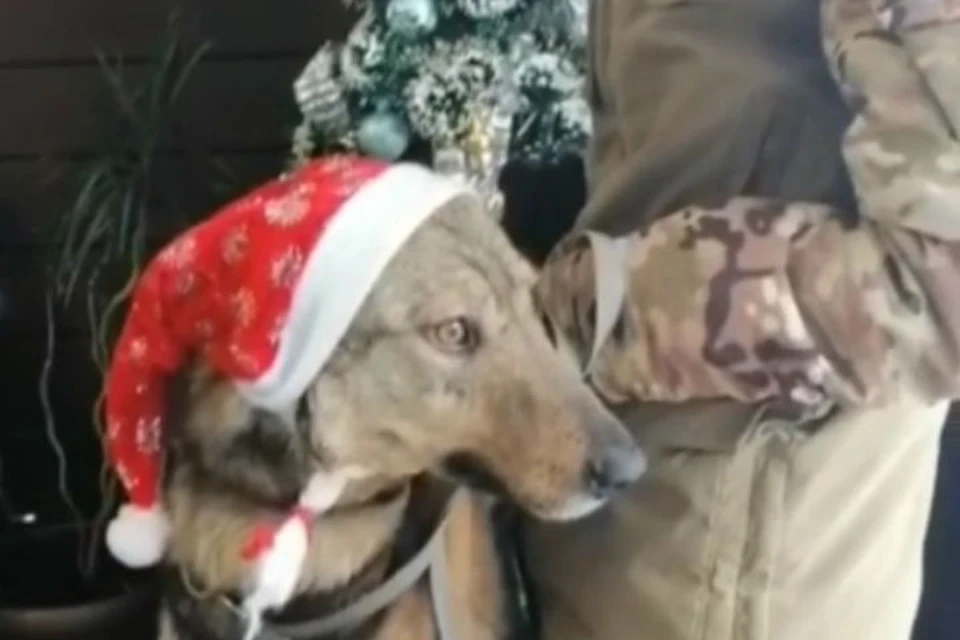 "Собака из гудрона", которую хозяева выкинули в озеро нефти, выжила и нашла новую семью Скрин с видео