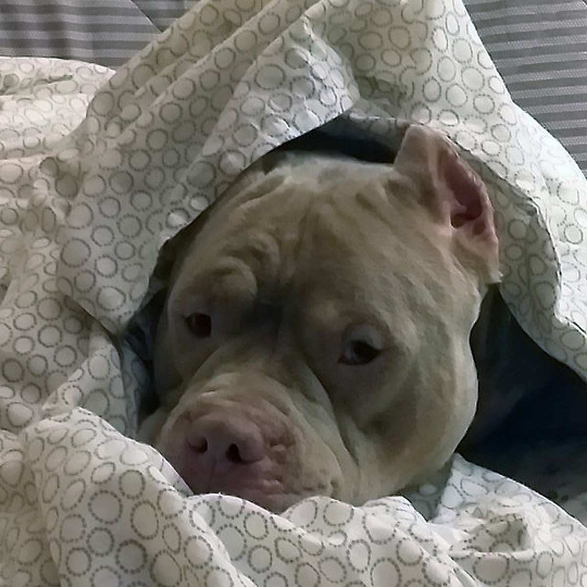 Нападают собаки во сне к чему снятся. Питбуль в одеяле. Добрых снов питбуль.
