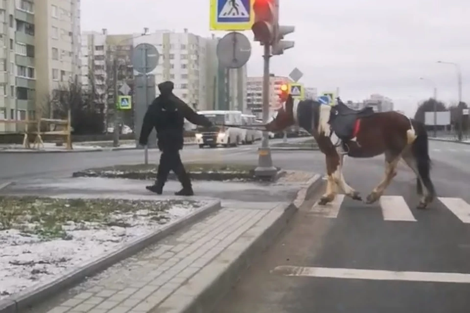 Выяснилось, что лошадь украл с одной из конющен бывший работник. Фото: ДТП и ЧП | Санкт-Петербург | Питер Онлайн | СПб.