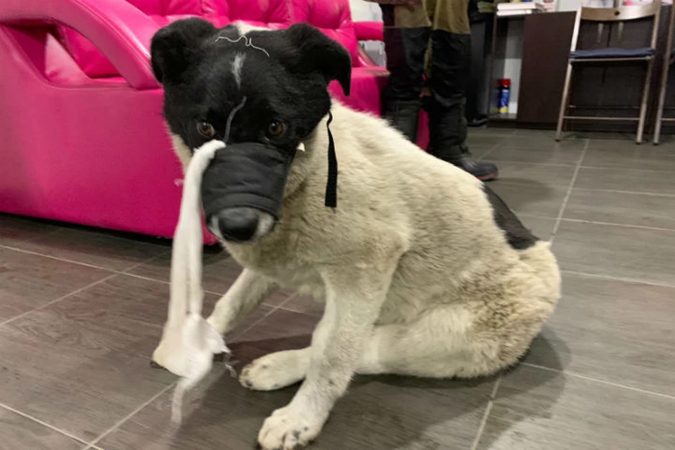 Полз на животе, с переломами лап и таза: на операцию бездомной собаке сибиряки собрали деньги за сутки.