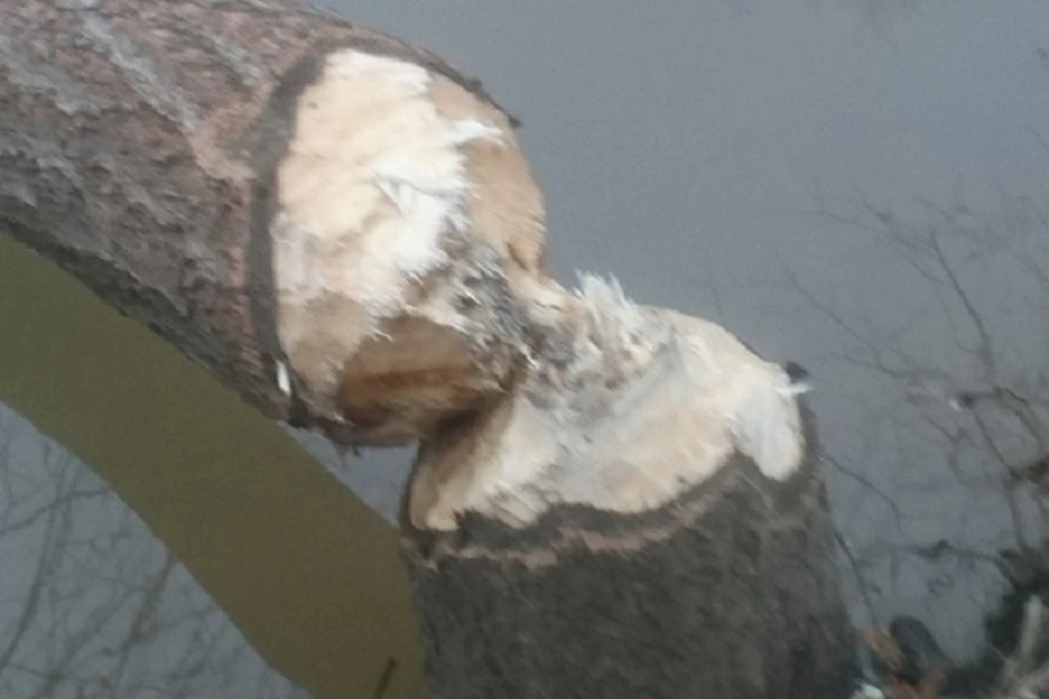 Бобры погрызли деревья вдоль реки Оккервиль в Петербурге
