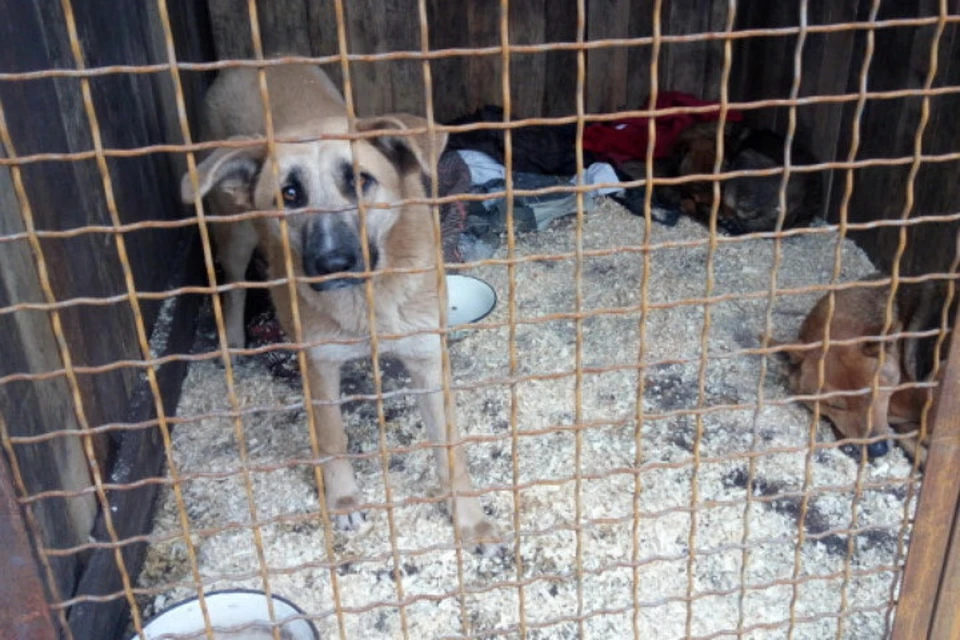 За год в Мариуполе выловили почти 2 тысячи животных. Стерилизовали каждую четвертую собаку, остальных – усыпили. Фото: Фейсбук/Анна Прокопенко