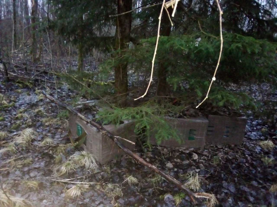 Сигареты спрятали в лесу в Пыталовском районе.