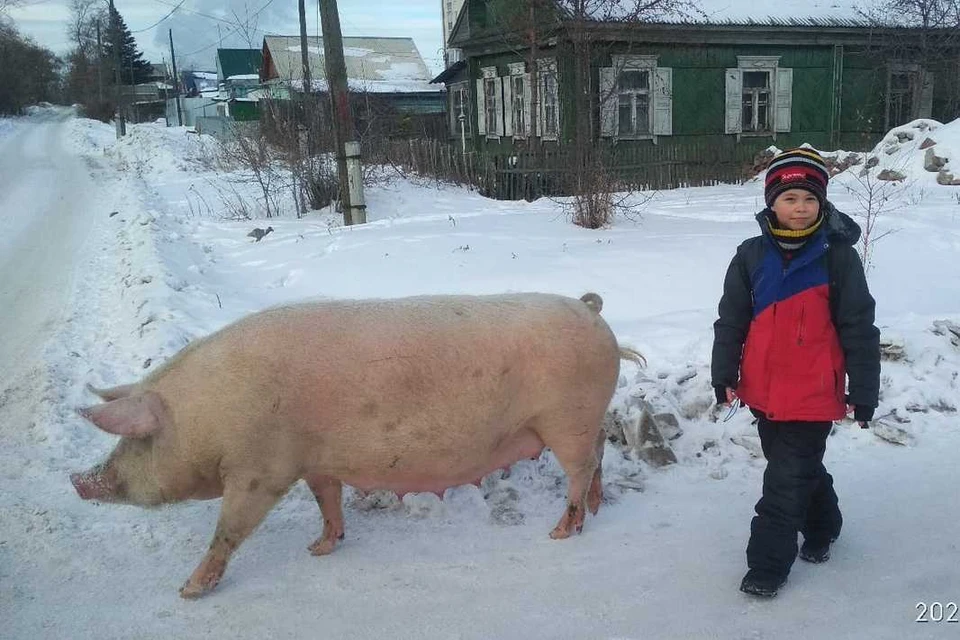 Свинья оказалась больше школьника. Фото: Александр Жук