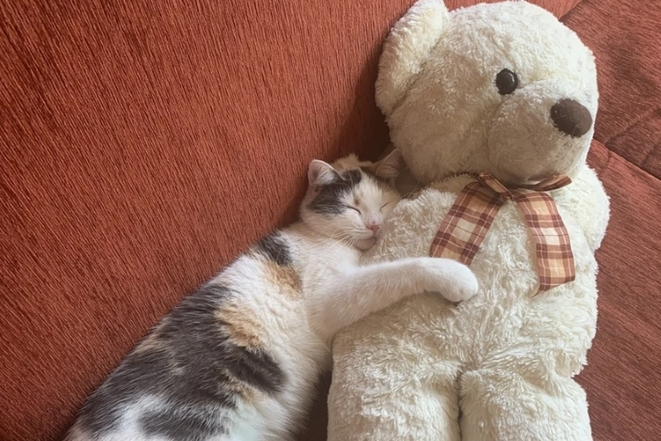 Кошку с необычным именем вот уже четвертый месяц разыскивает хозяйка. Фото: СОЦСЕТИ