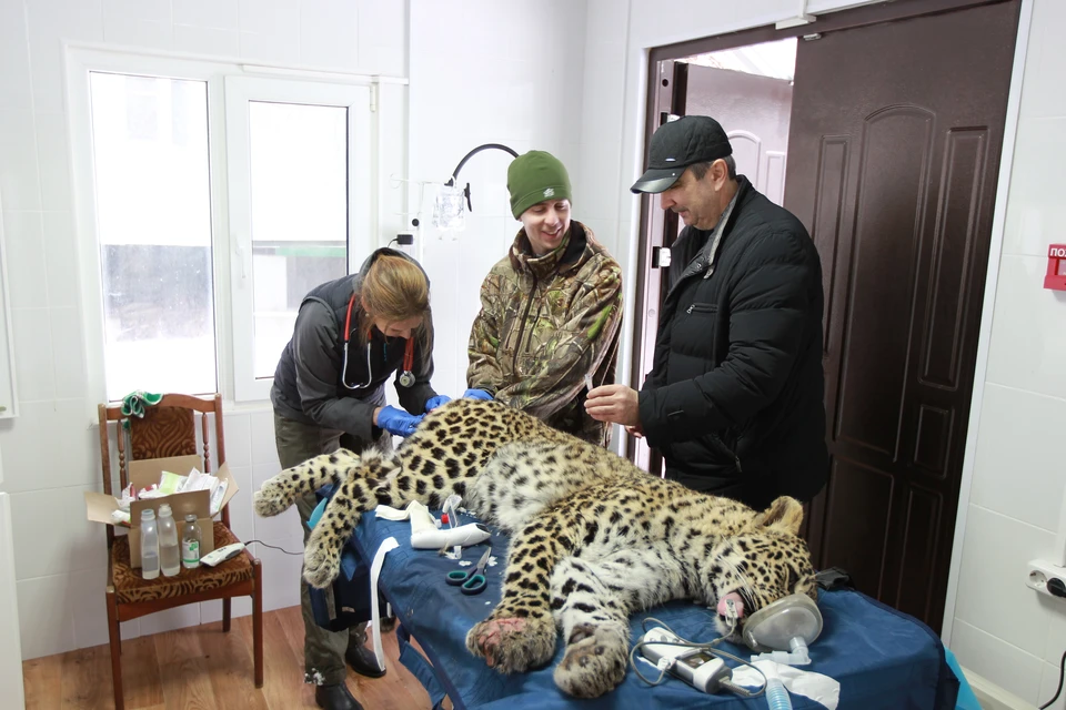 Взятие крови на анлализ – обязательная процедура при каждом обездвиживании. Фото: Сочинский национальный парк.