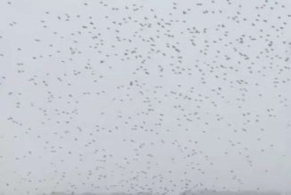 Сотни птиц кружили в небе над Тюменью. Скриншот из видео Дмитрия Буянова.