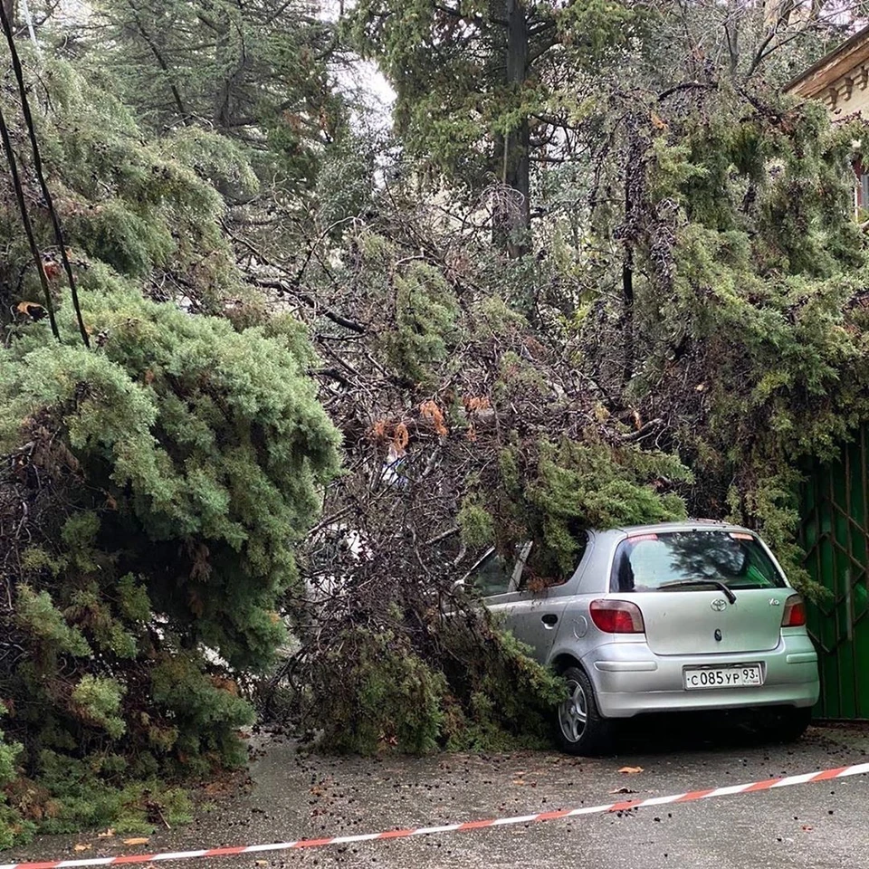 Огромное дерево в Сочи упало и раздавило автомобили - KP.RU