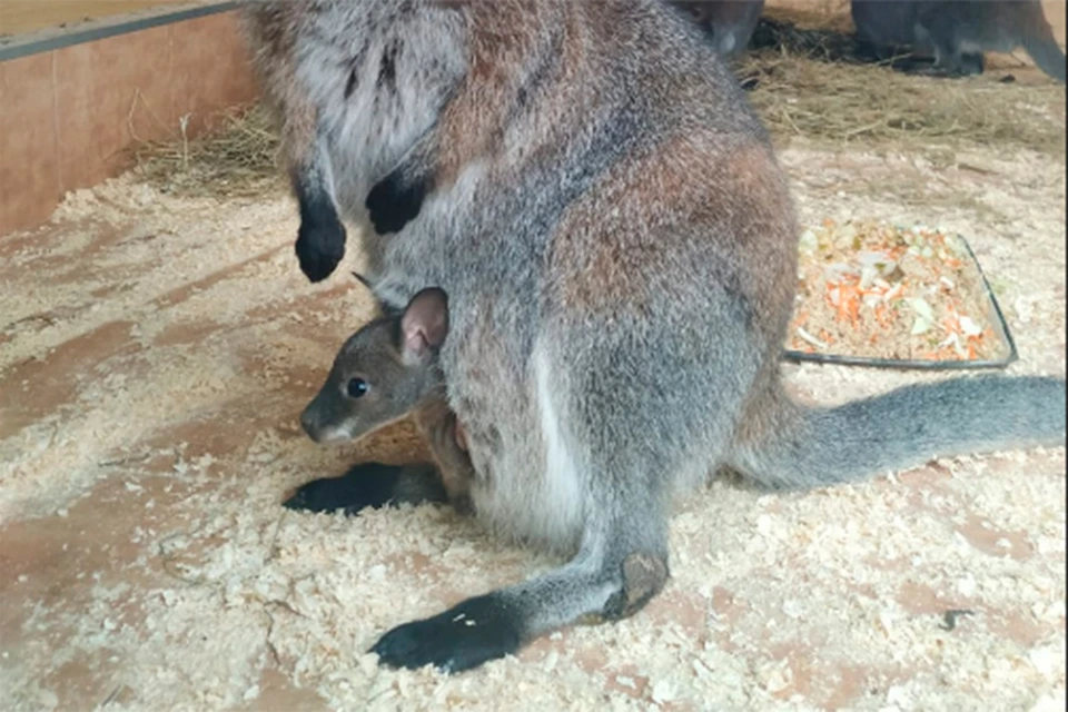 Новорожденный кенгуренок в Ленинградском зоопарке.
