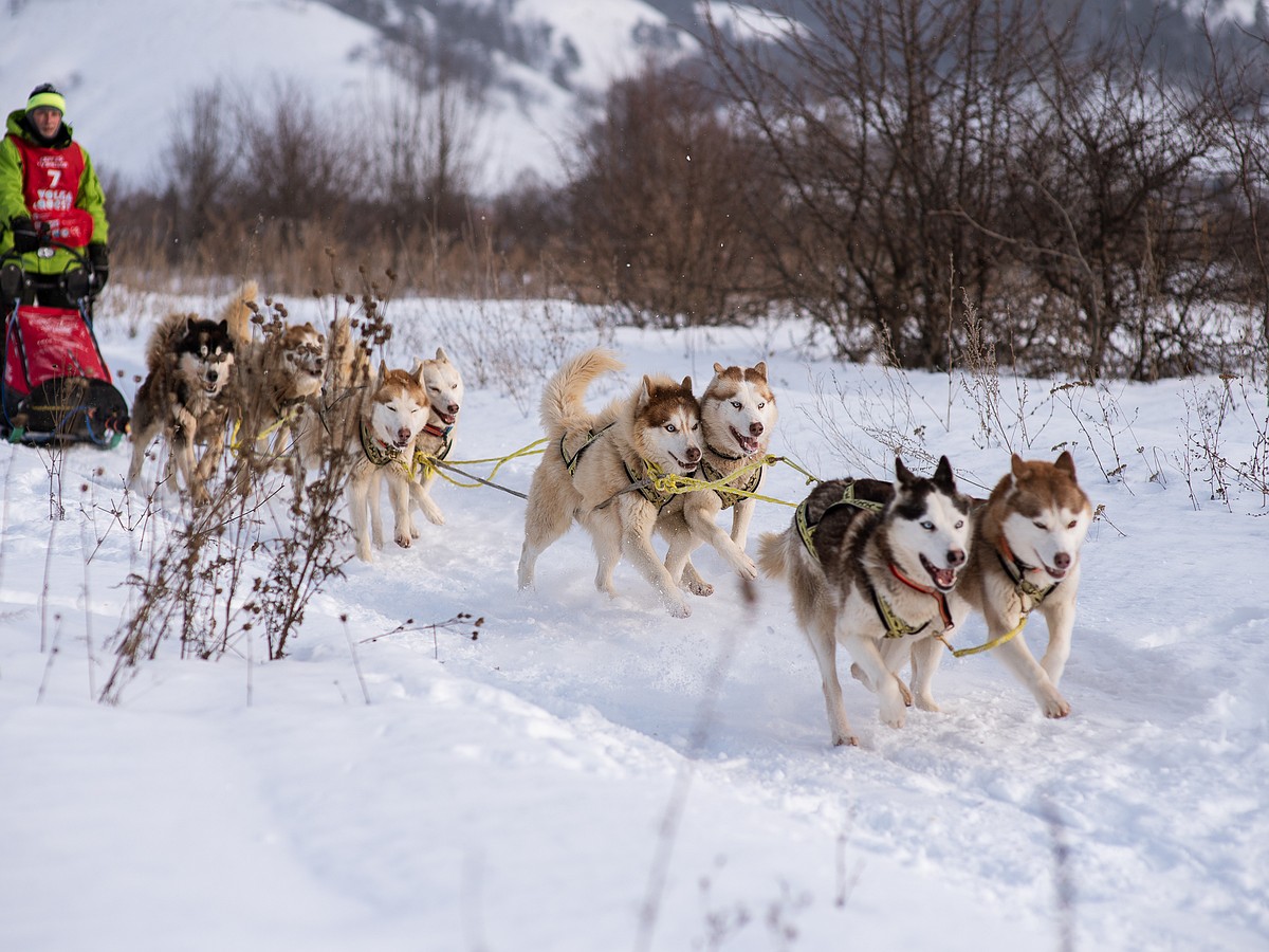 животные ванинского района. дрессировка служебных собак. собаки хабаровский край. международный день собак фото. собаки хабаровский край.