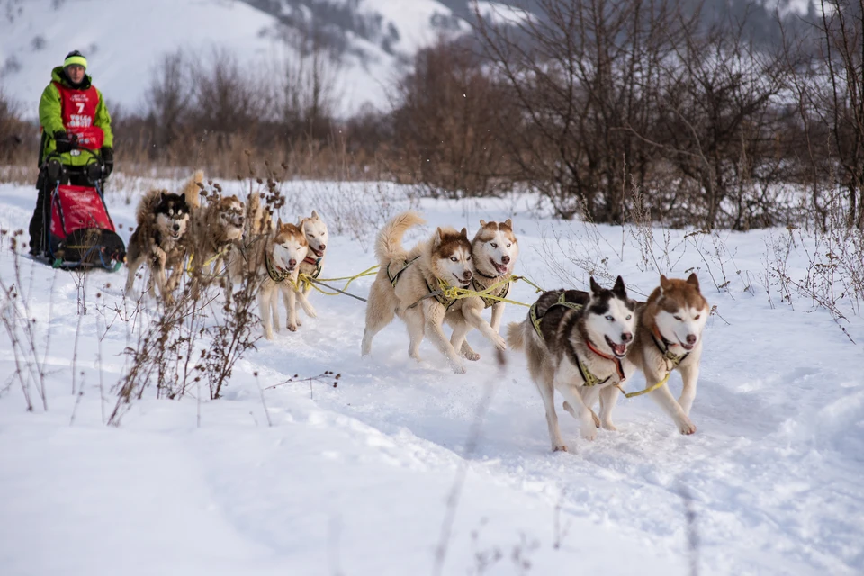 Пока каюр и его собаки преодолевают снежный путь, их хэндлер готовит для них привал