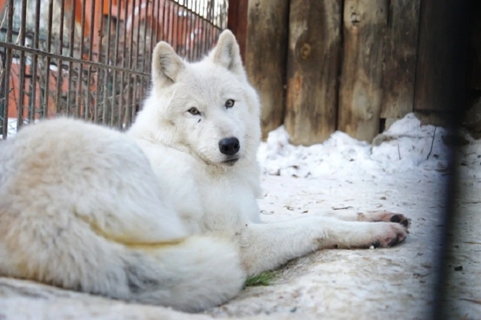 Министерство природы Пермского края контролирует численность волков в крае