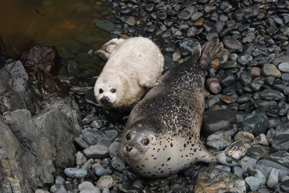 Пока они находятся рядом с мамой и набирают вес. Фото: Игорь Катин, камеры онлайн наблюдения Дальневосточного морского заповедника.