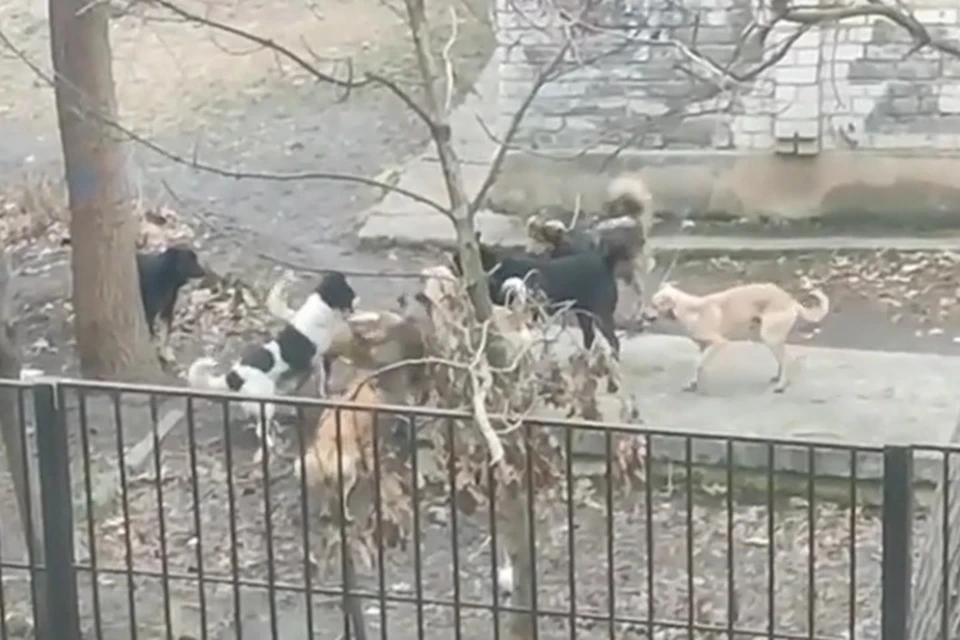 Стоп кадр из видео в соцсетях