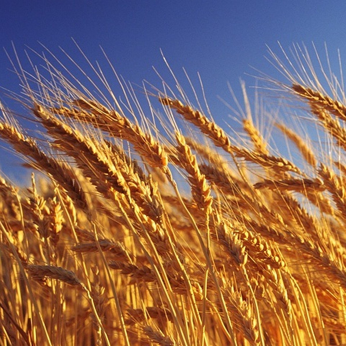 из какой страны пшеница. мироновская 808 озимая пшеница. из какой страны пшеница. производство зерна в мире по странам. зерновые и зернобобовые культуры.