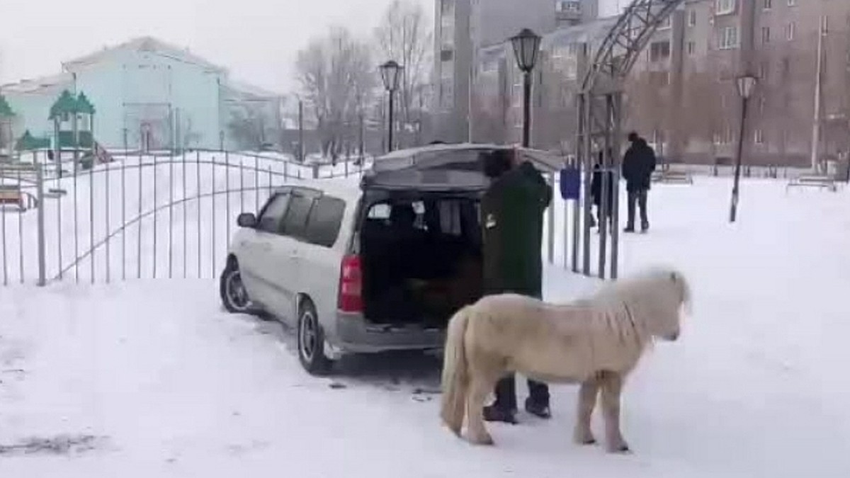 Поедем домой, малыш!»: умилительный дрессированный пони умеет запрыгивать в  машину, словно собака - KP.RU