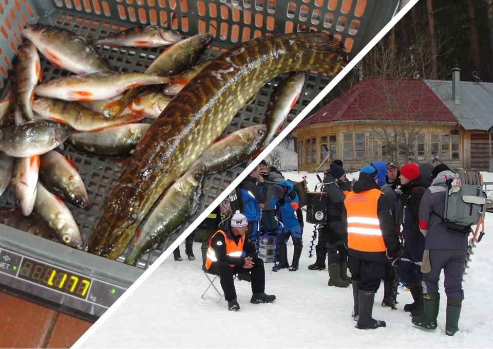Самая большая рыба весила 522 гр. Фото: Федерация рыболовного спорта Челябинской области.