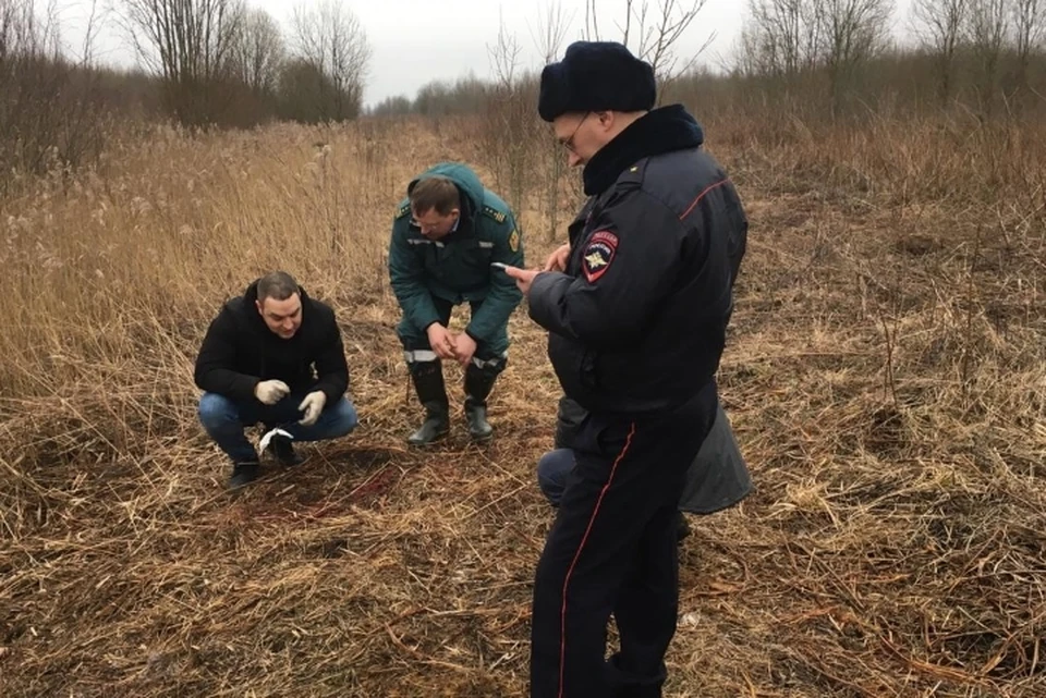 В Пушкинском районе Петербурга браконьеры облюбовали поляну. Фото: пресс-служба комитета по природопользованию Петербурга