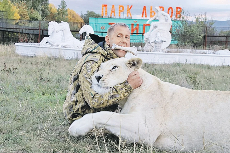 Кость в зубах, львица в руках: человек - лев Олег Зубков среди хищников чувствует себя своим. Фото: park-taigan.ru