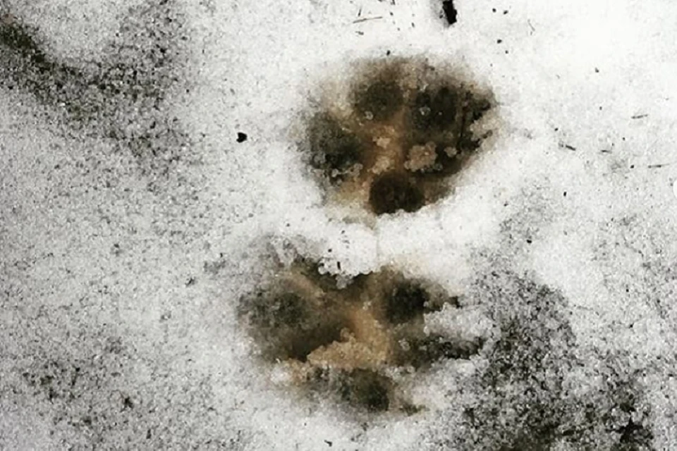 Волк вышел к людям в Подпорожском районе / Фото: instagram.com/fauna_lenobl