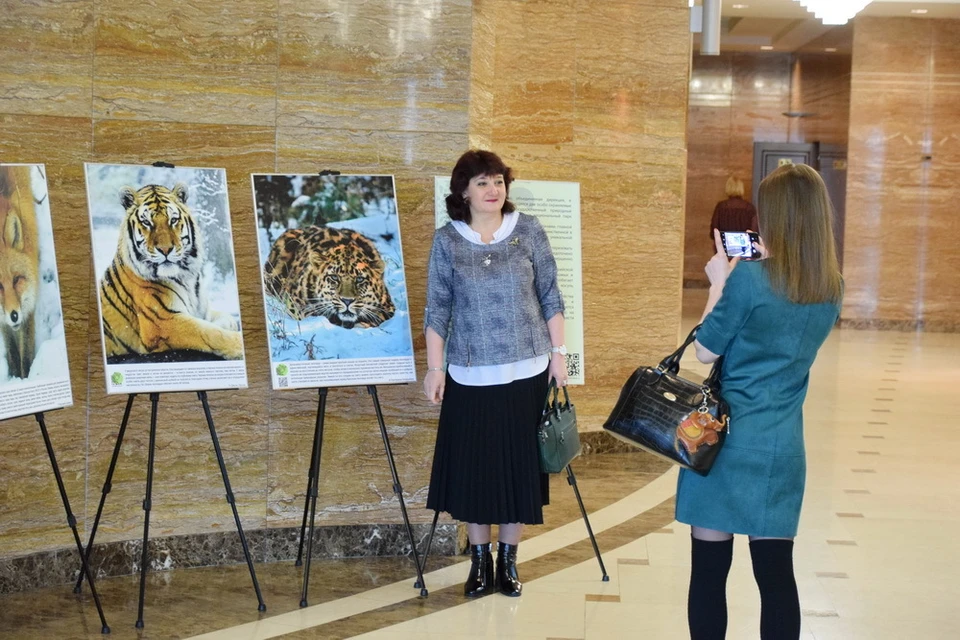 Фото тигров и леопардов выставлены в здании приморского правительства. Фото: нацпарка "Земля леопарда"